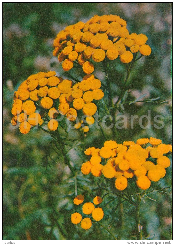 Tansy - Tanacetum Vulgare - Medicinal Plants - Herbs - 1980 - Russia USSR - Unused - Plantes Médicinales