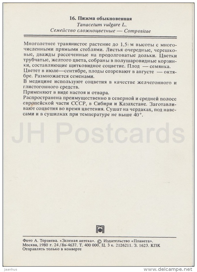 Tansy - Tanacetum Vulgare - Medicinal Plants - Herbs - 1980 - Russia USSR - Unused - Plantes Médicinales