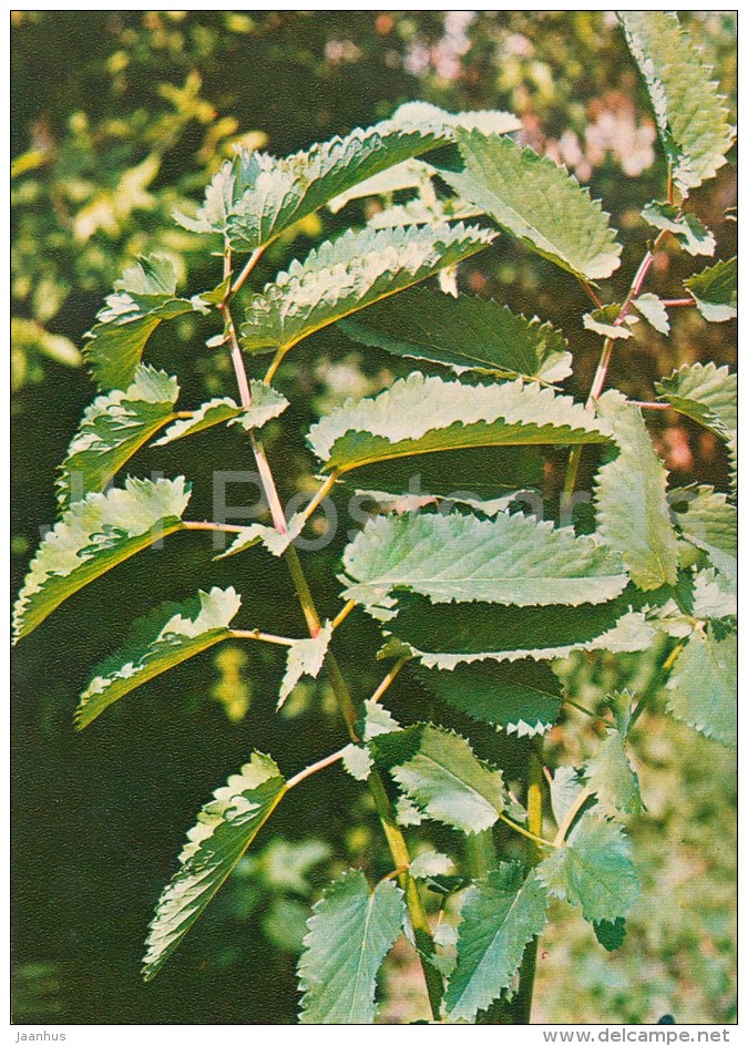 Great Burnet - Sanguisorba Officinalis - Medicinal Plants - Herbs - 1980 - Russia USSR - Unused - Plantes Médicinales