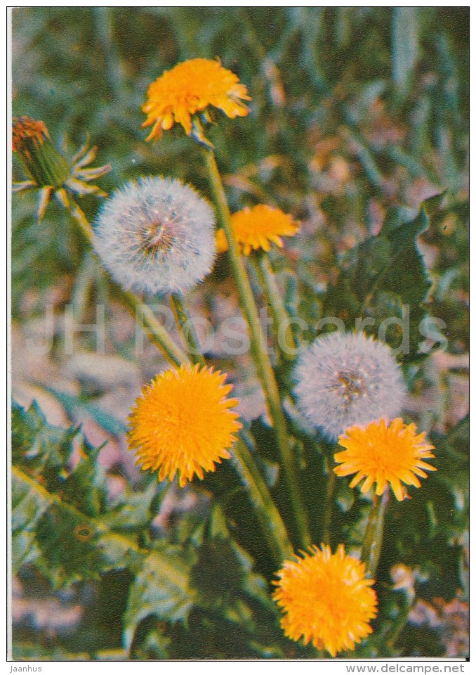 Common Dandelion - Taraxacum Officinale - Medicinal Plants - Herbs - 1980 - Russia USSR - Unused - Medicinal Plants