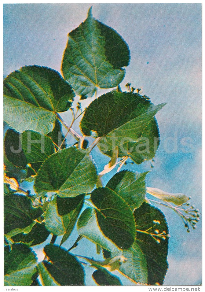 Small-leaved Lime - Tilia Cordata - Medicinal Plants - Herbs - 1980 - Russia USSR - Unused - Medicinal Plants