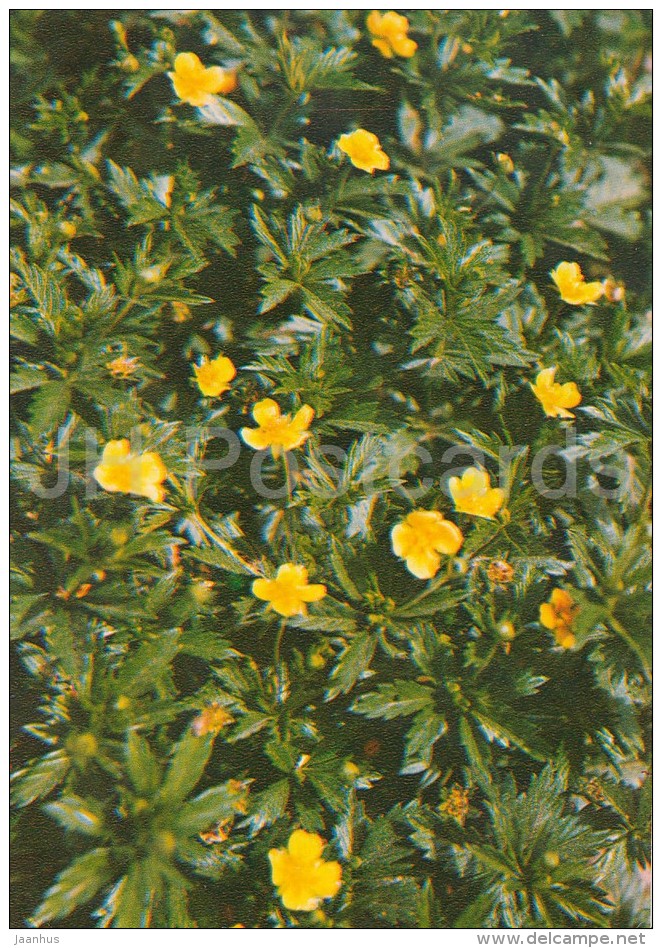 Tormentil - Potentilla Erecta - Medicinal Plants - Herbs - 1980 - Russia USSR - Unused - Geneeskrachtige Planten