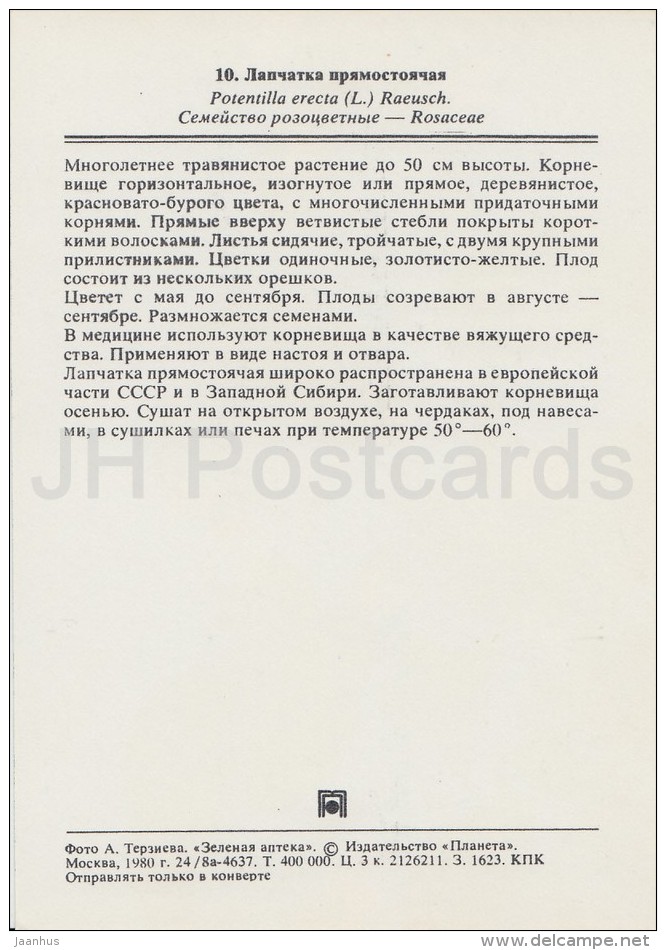 Tormentil - Potentilla Erecta - Medicinal Plants - Herbs - 1980 - Russia USSR - Unused - Geneeskrachtige Planten