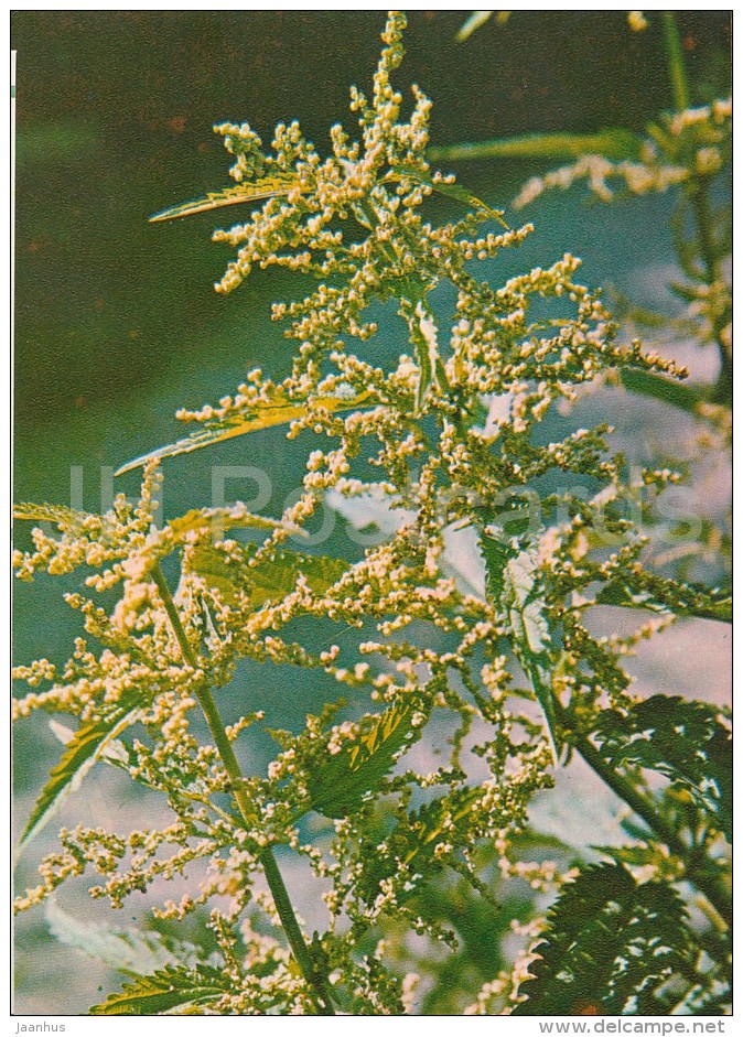 Common Nettle - Urtica Dioica - Medicinal Plants - Herbs - 1980 - Russia USSR - Unused - Geneeskrachtige Planten