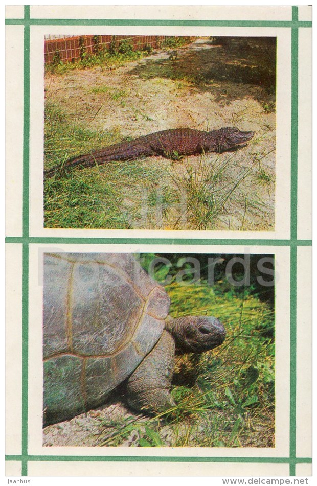 Tutrle - Crocodile - Kiev Kyiv Zoo - 1976 - Ukraine USSR - Unused - Tortugas