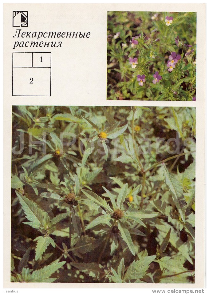 Heartsease , Viola Tricolor - Three-lobe Beggartick - Medicinal Plants - Herbs - 1988 - Russia USSR - Unused - Geneeskrachtige Planten