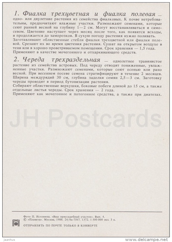 Heartsease , Viola Tricolor - Three-lobe Beggartick - Medicinal Plants - Herbs - 1988 - Russia USSR - Unused - Plantes Médicinales