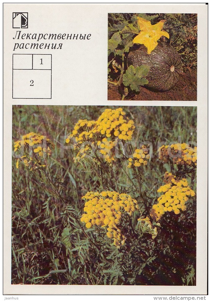 Field Pumpkin , Cucurbita Pepo - Tansy , Tanacetum Vulgare - Medicinal Plants - Herbs - 1988 - Russia USSR - Unused - Plantes Médicinales