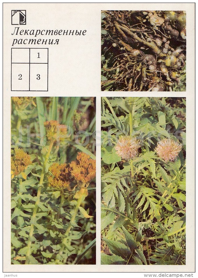 Maral Root , Leuzea Carthamoides - Golden Root - Medicinal Plants - Herbs - 1988 - Russia USSR - Unused - Plantes Médicinales