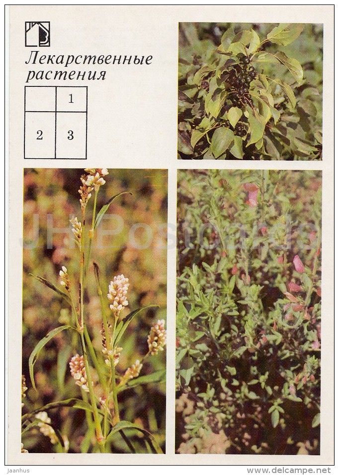 Rhineberry - Spotted Ladysthumb - Field Restharrow - Medicinal Plants - Herbs - 1988 - Russia USSR - Unused - Medicinal Plants