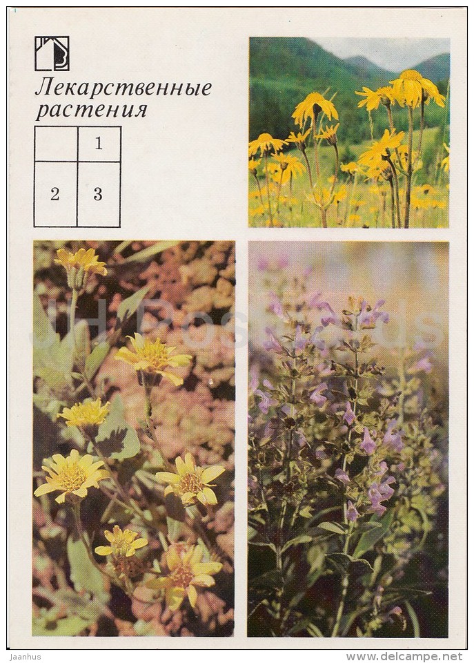 Mountain Arnica - Leafy Arnica - Common Sage - Medicinal Plants - Herbs - 1988 - Russia USSR - Unused - Plantes Médicinales
