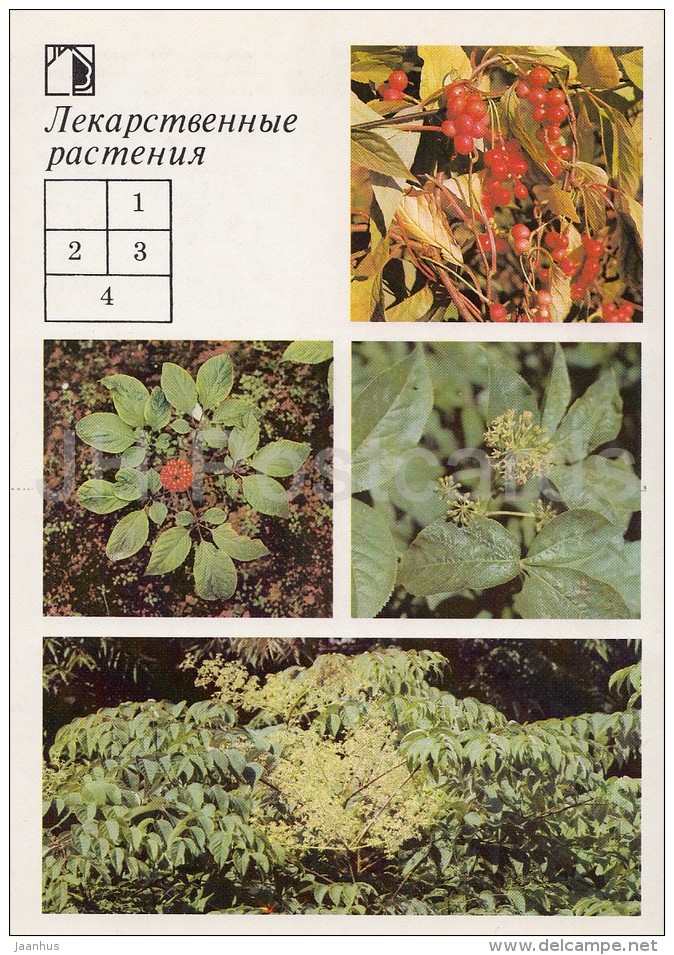 Five-flavor Berry - Ginseng - Siberian Ginseng - Medicinal Plants - Herbs - 1988 - Russia USSR - Unused - Plantes Médicinales