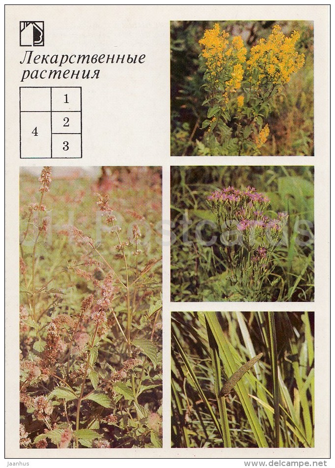 Perforate St John's-wort - European Centaury - Sweet Flag - Medicinal Plants - Herbs - 1988 - Russia USSR - Unused - Geneeskrachtige Planten