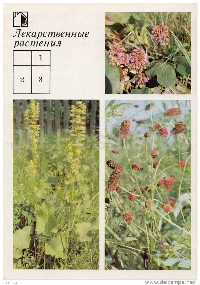 Siberian Tea - Great Burnet - Medicinal Plants - Herbs - 1988 - Russia USSR - Unused - Plantes Médicinales