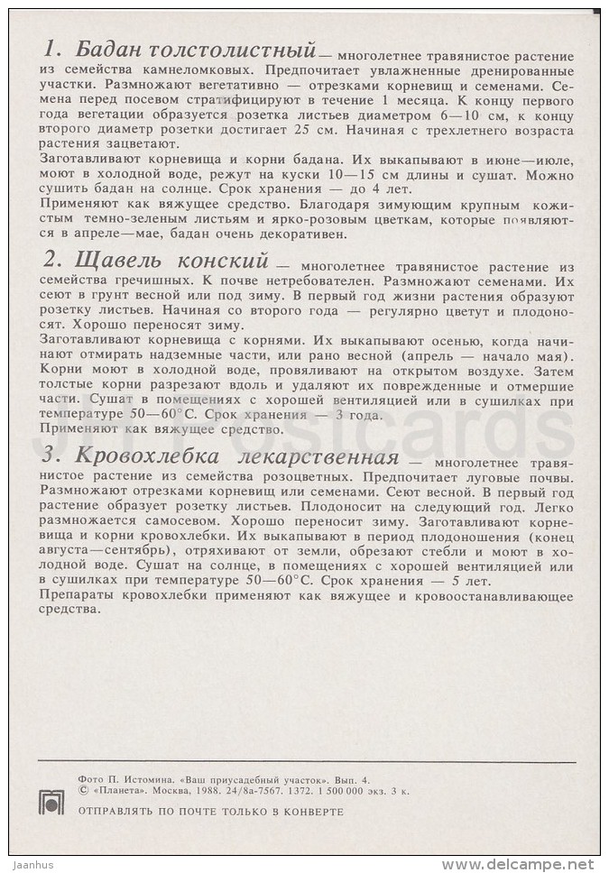 Siberian Tea - Great Burnet - Medicinal Plants - Herbs - 1988 - Russia USSR - Unused - Plantes Médicinales