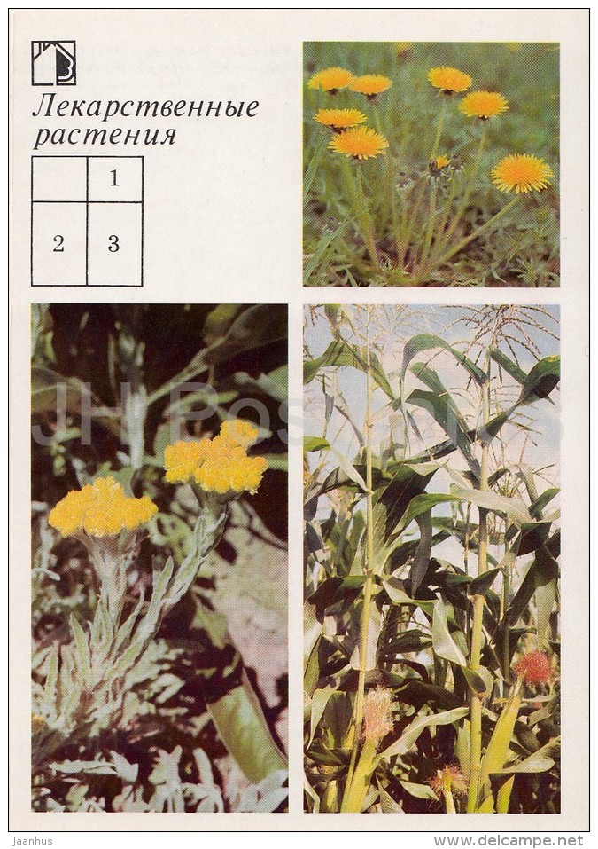 Common Dandelion - Dwarf Everlast - Corn - Medicinal Plants - Herbs - 1988 - Russia USSR - Unused - Geneeskrachtige Planten