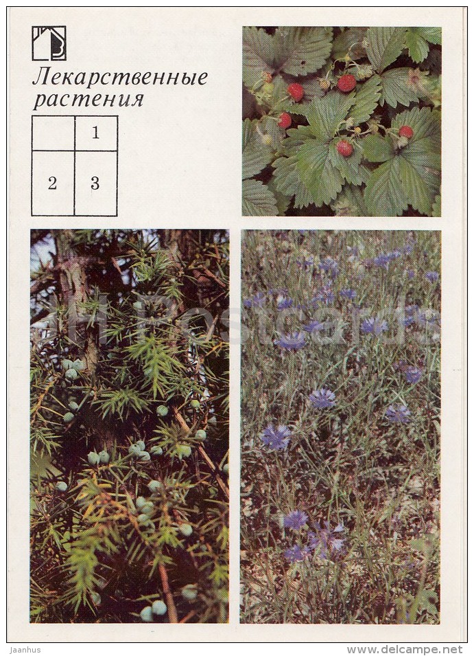Wild Strawberry - Common Juniper - Cornflower - Medicinal Plants - Herbs - 1988 - Russia USSR - Unused - Plantes Médicinales