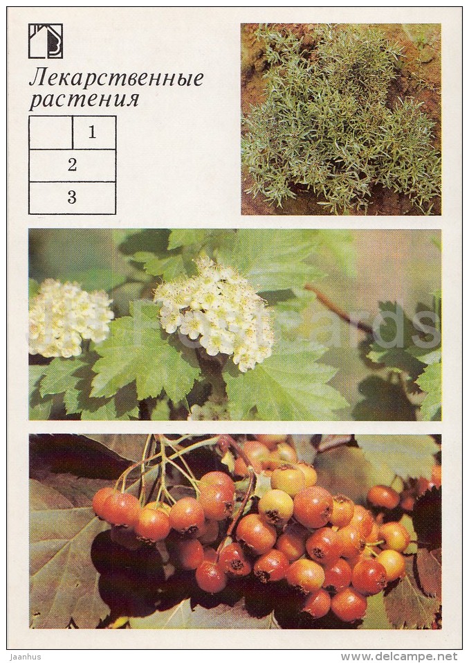 Marsh Cudweed - Siberian Hawthorn - Medicinal Plants - Herbs - 1988 - Russia USSR - Unused - Geneeskrachtige Planten