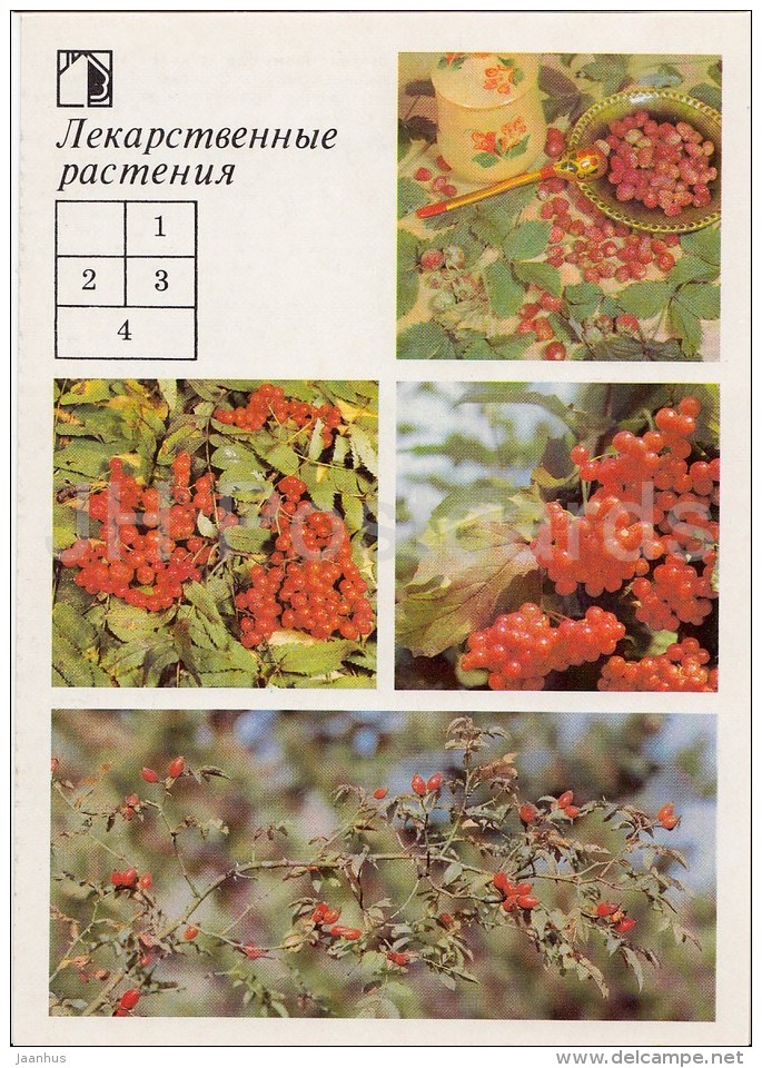 Rowan - Viburnum - Briar - Medicinal Plants - Herbs - 1988 - Russia USSR - Unused - Geneeskrachtige Planten