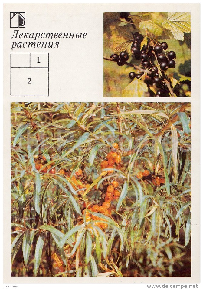 Black Currant - Seaberry - Medicinal Plants - Herbs - 1988 - Russia USSR - Unused - Geneeskrachtige Planten