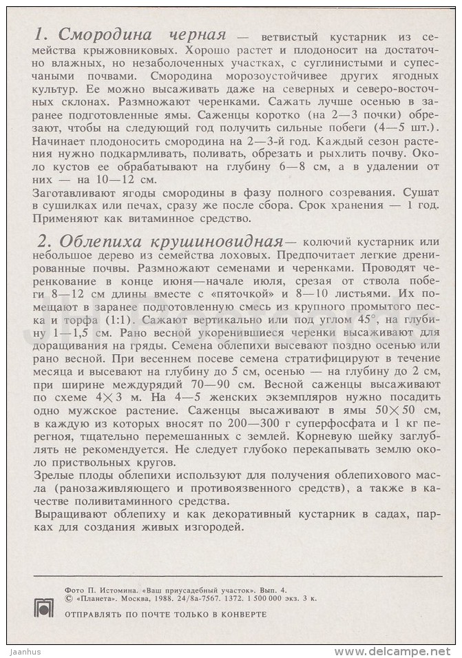 Black Currant - Seaberry - Medicinal Plants - Herbs - 1988 - Russia USSR - Unused - Plantes Médicinales