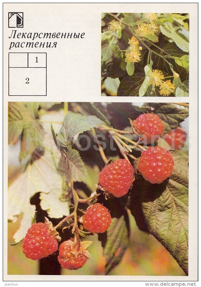 Small-leaved Lime - Raspberry - Medicinal Plants - Herbs - 1988 - Russia USSR - Unused - Plantes Médicinales