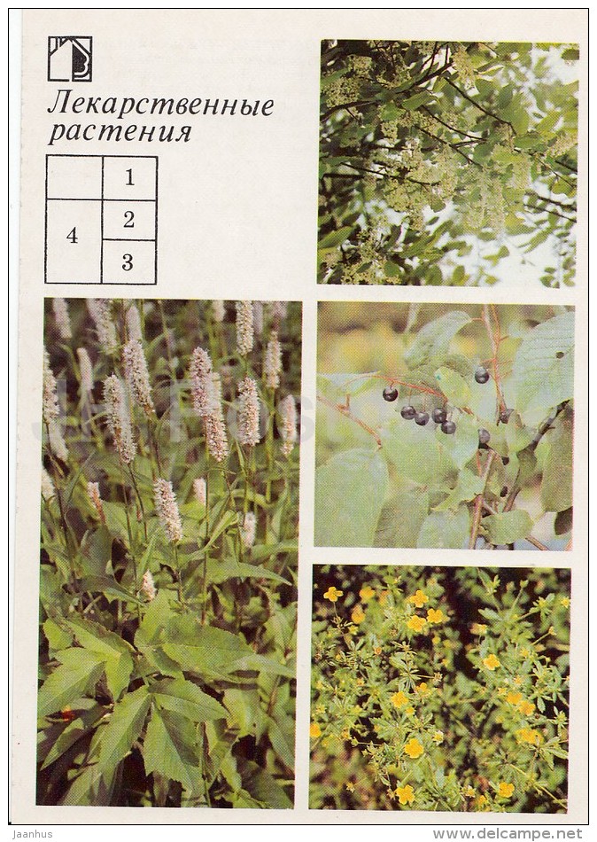 Bird-cherry Tree - Common Tormentil - Bistort - Medicinal Plants - Herbs - 1988 - Russia USSR - Unused - Geneeskrachtige Planten