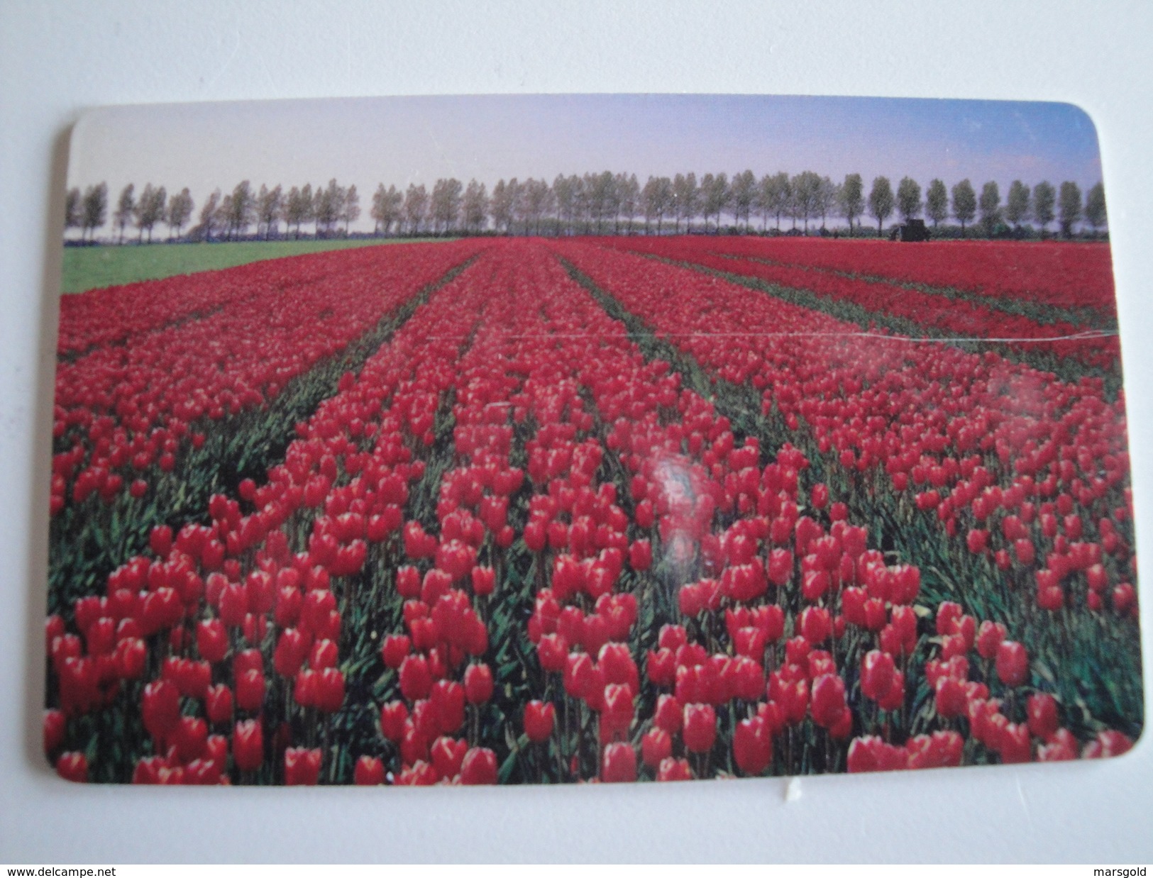 1 Chip Phonecard From Germany - Flowers - Tulip - Other & Unclassified