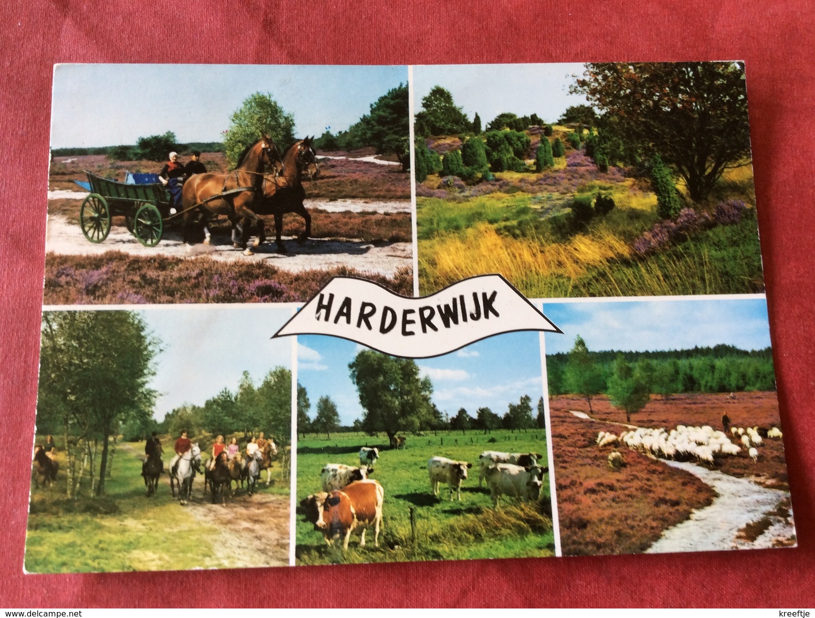 Nederland Harderwijk. Paarden, Koeien, Schapen - Harderwijk