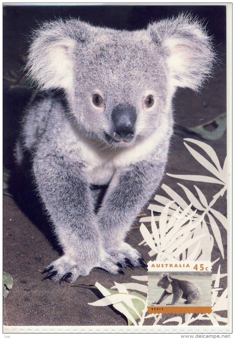 The KOALA BEAR ( Phascolarctos Cinereus ) Is Found From Northern Queensland Trough To Eastern South Australia - Other & Unclassified