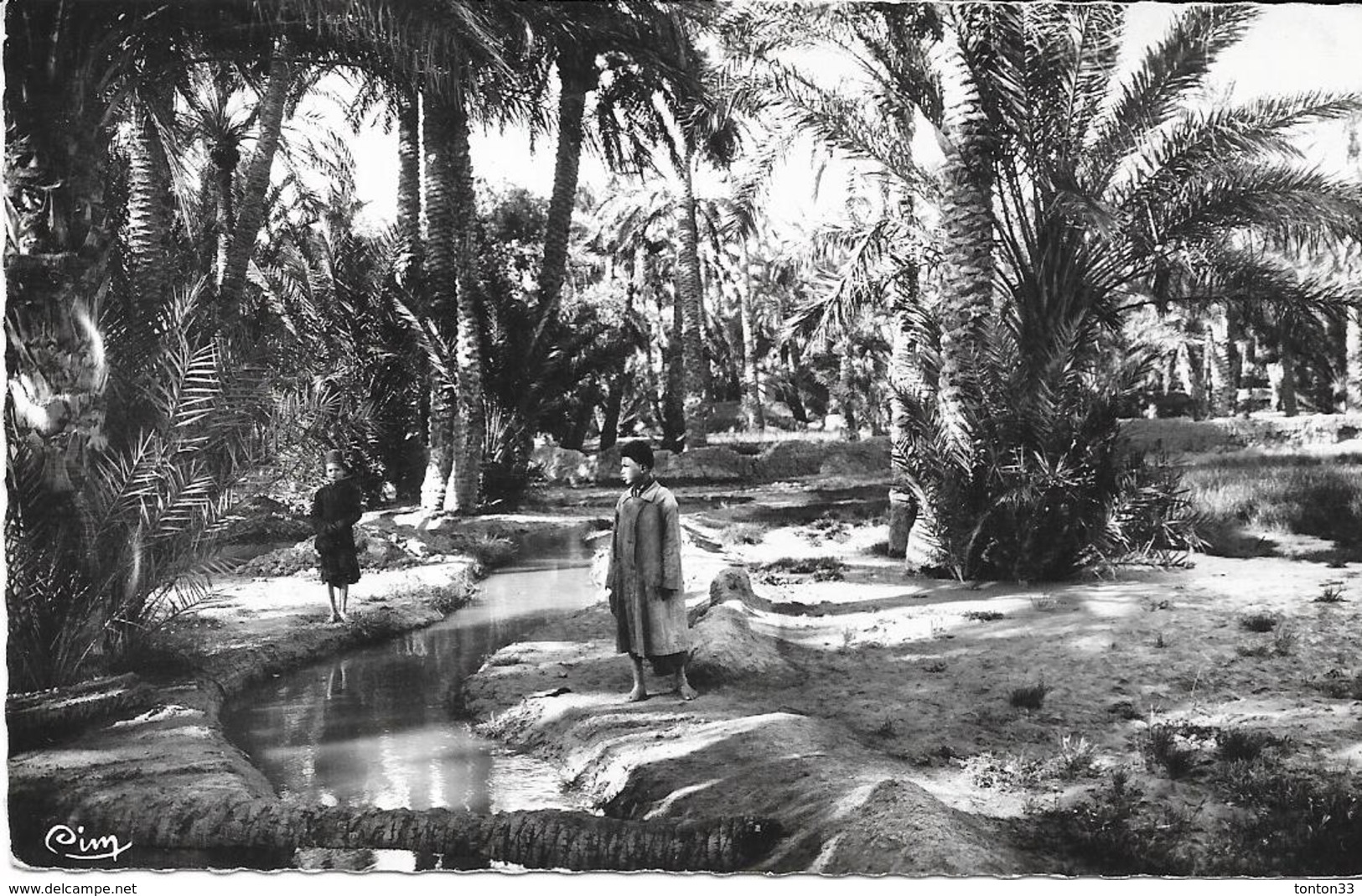 BISKRA - ALGERIE - Palmiers Dattiers Dans L'Oasis - VAN - - Biskra