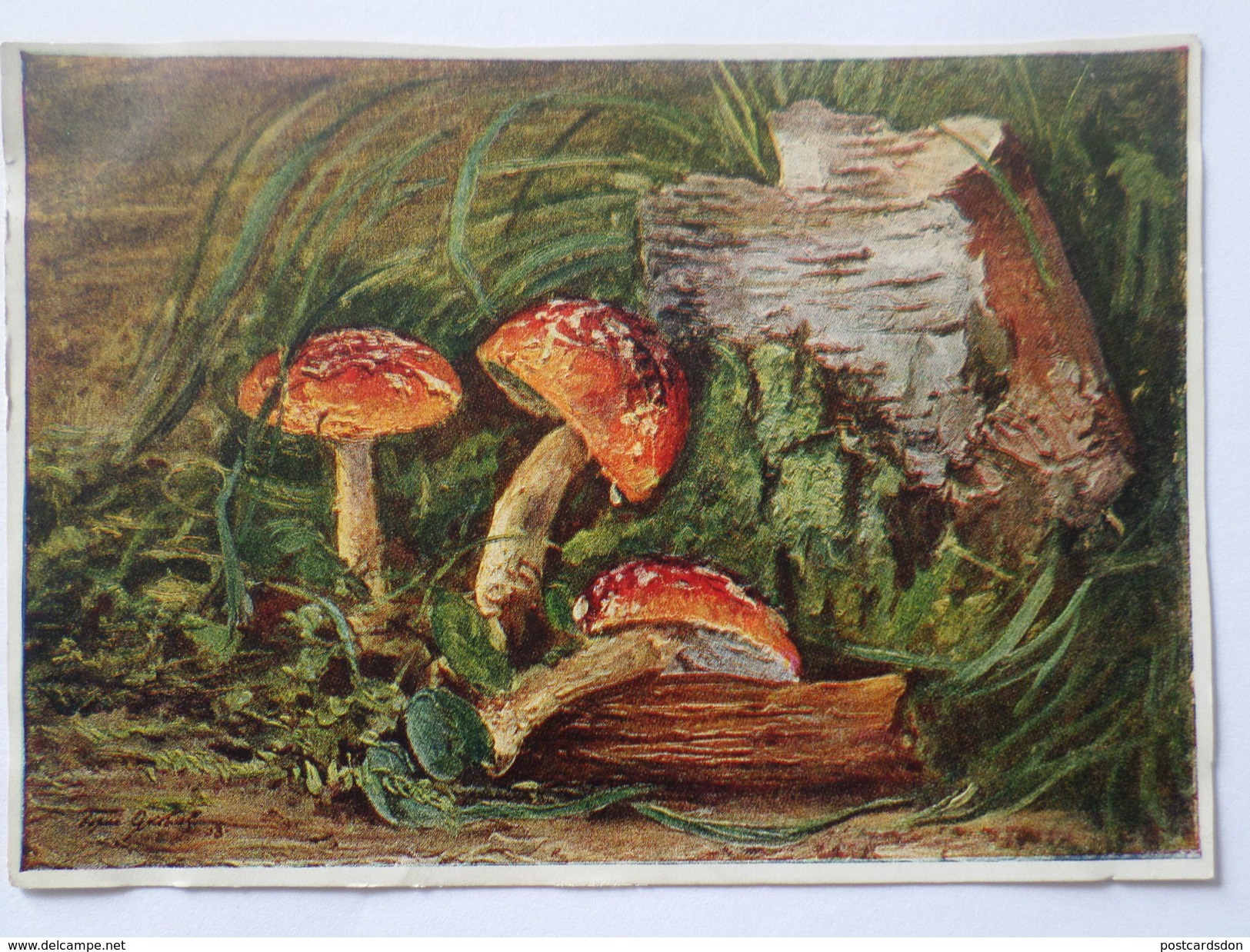 OLD USSR Postcard  - "Amanita" By Yakovlev-   Champignon  - Mushroom - Old Russian Puzzle 1958 - Champignons