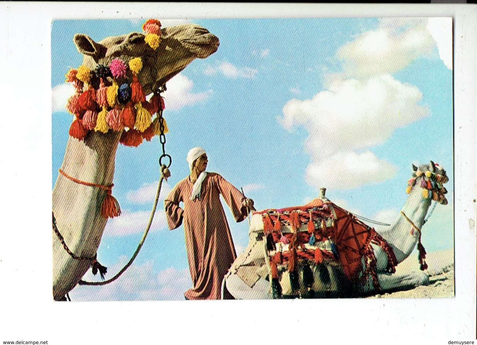 39158 Egypte - Chameaux - Camels - Kamelen - Autres & Non Classés