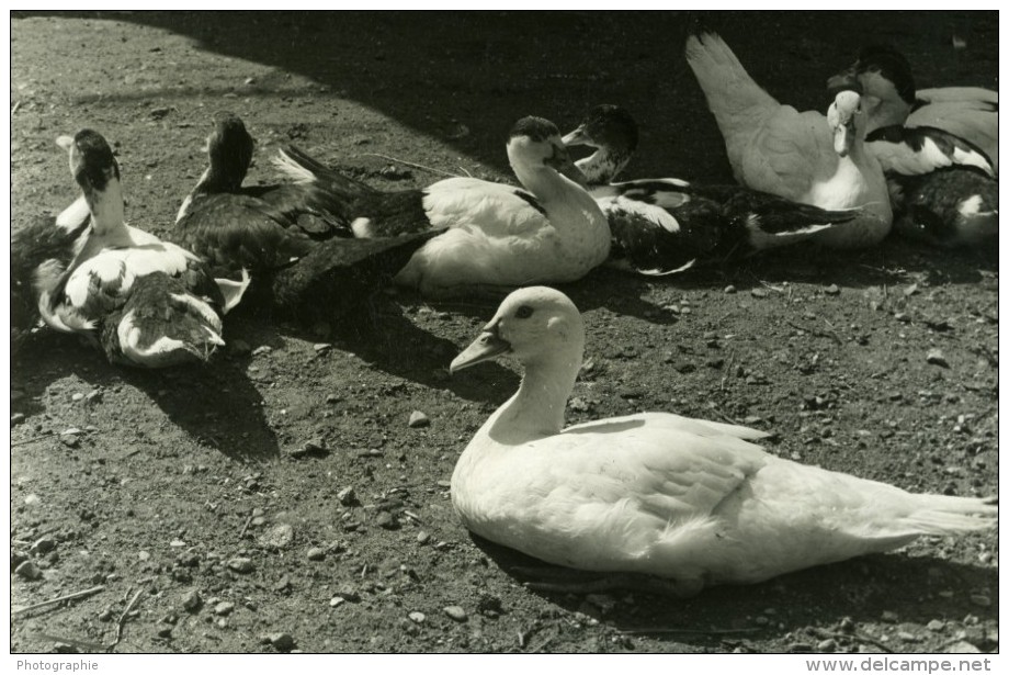 France Portrait Groupe De Canards Ancienne Photo Jean Tourane 1960 - Other & Unclassified