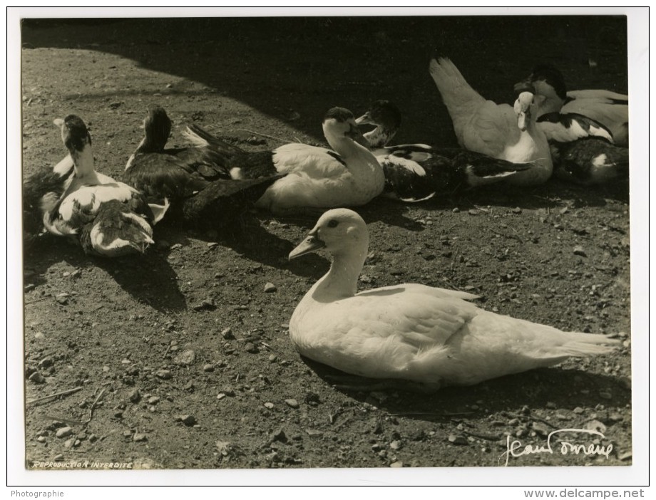 France Portrait Groupe De Canards Ancienne Photo Jean Tourane 1960 - Other & Unclassified