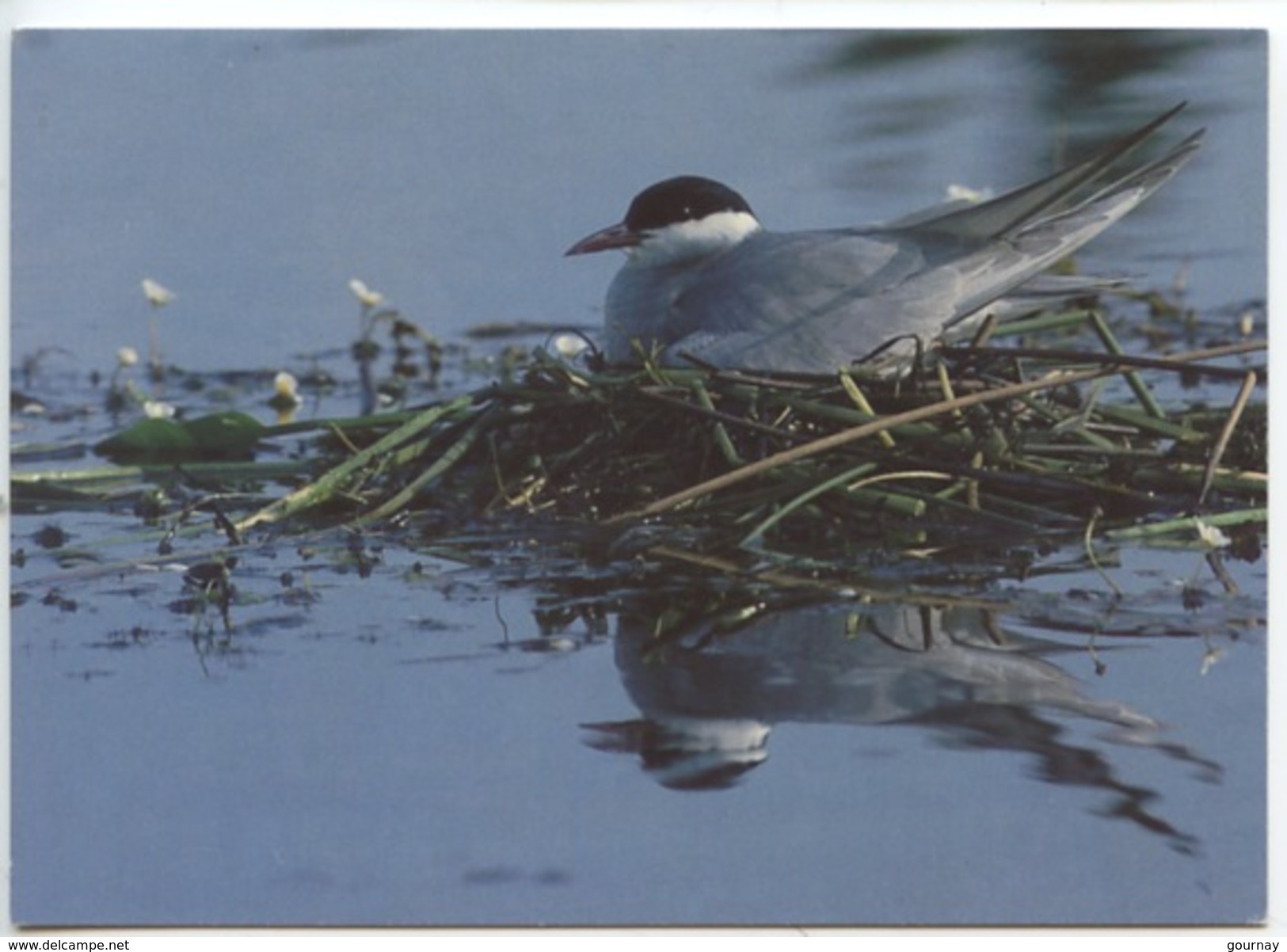 Guifette Moustac Petite Mouette Des étangs (réserve Ornithologique De La Gabrière) - Oiseaux