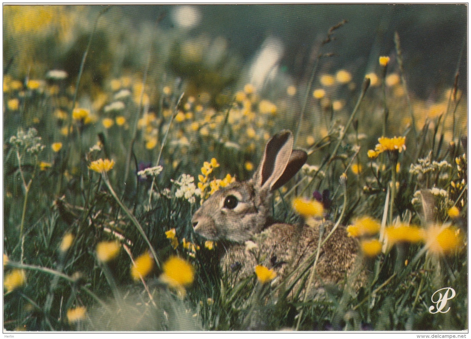 15 - CANTAL - Coll. Prestige - Un Lapin Aux Champs - Other & Unclassified