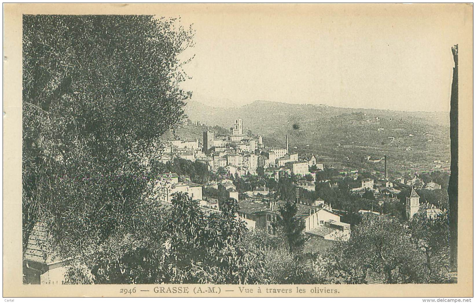 06 - GRASSE - Vue à Travers Les Oliviers - Grasse