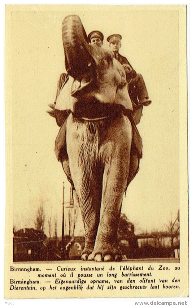 Birmingham. Eléphant Du Zoo. Olifant Van Den Dierentuin. - Elefanten