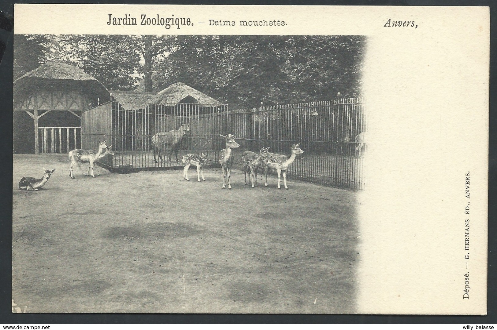 +++ CPA - ANVERS - ANTWERPEN - Jardin Zoologique - Daims Mouchetés  // - Antwerpen