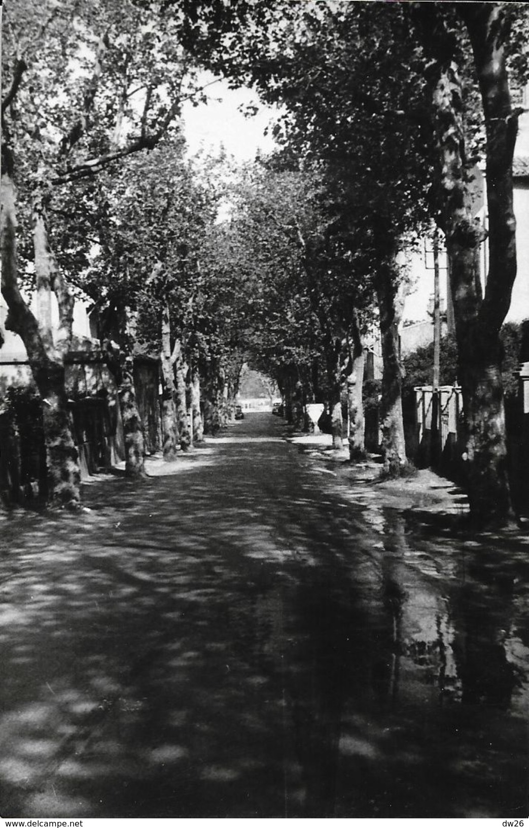 La Provence Touristique - Luynes (Bouches-du-Rhône) - Allée De Platanes - Carte Non Circulée - Luynes