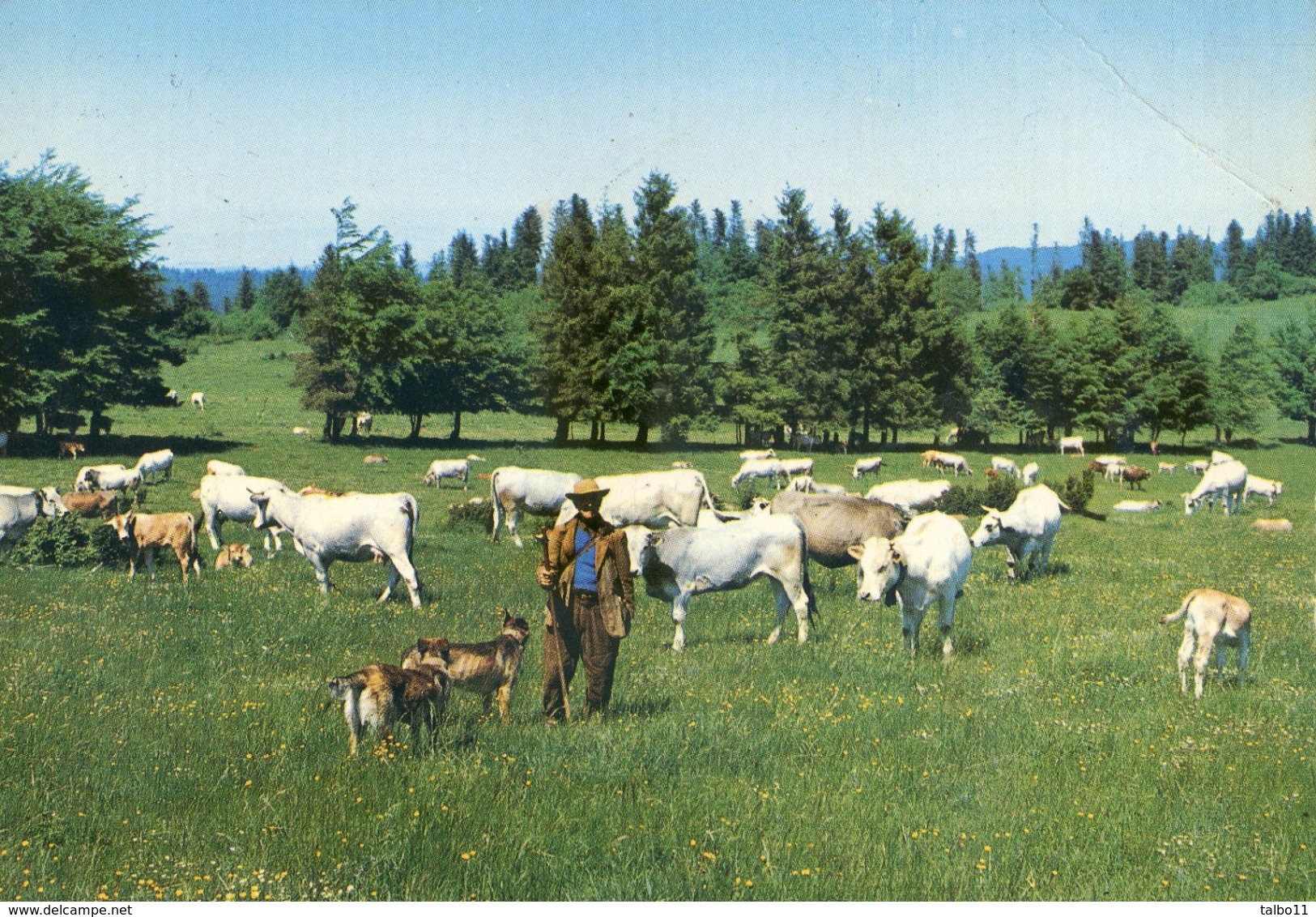 11 - Belcaire - Paturage Communal Du Laugrail - Berger - Vaches - Autres & Non Classés