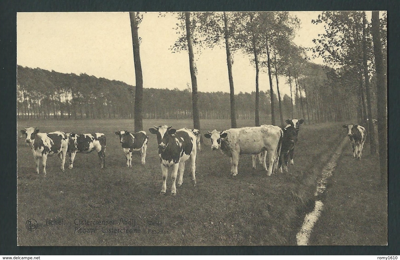 ACHEL - Abbaye Cistercienne,Pâturage, Vaches, Bêtail. - Hamont-Achel