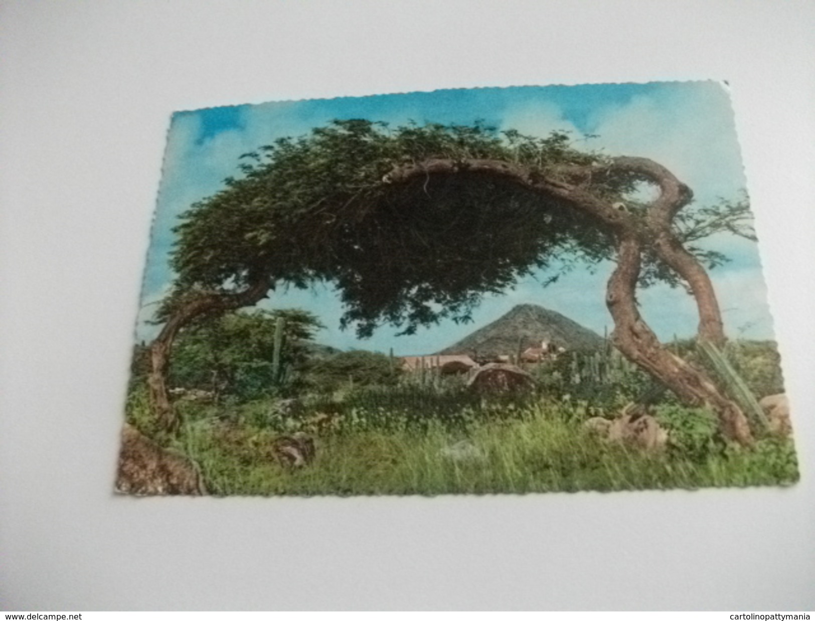 STORIA POSTALE FRANCOBOLLO COMMEMORATIVO ANTILLE OLANDESI ANTILLEN NEDERLANDSE ARUBA ALBERO - Aruba