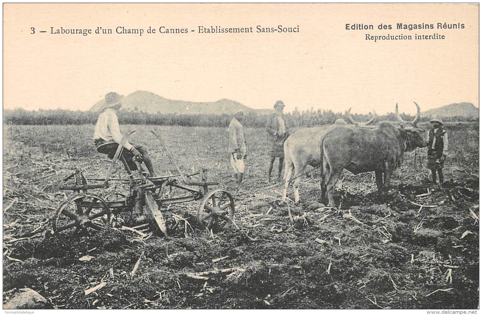 ILE MAURICE / Labourage D'un Champ De Cannes - Etablissement Sans Souci - - Maurice