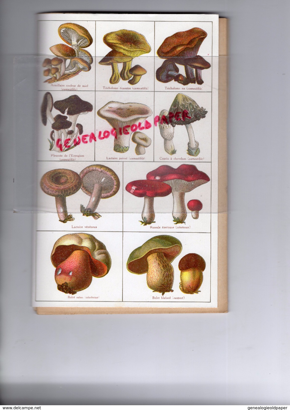 42 - ROANNE - PHARMACIE DE LA LOIRE-ALBERTIN-C. GOUTALAND- LES CHAMPIGNONS - CHAMPIGNON- 4 PLACE PALAIS JUSTICE