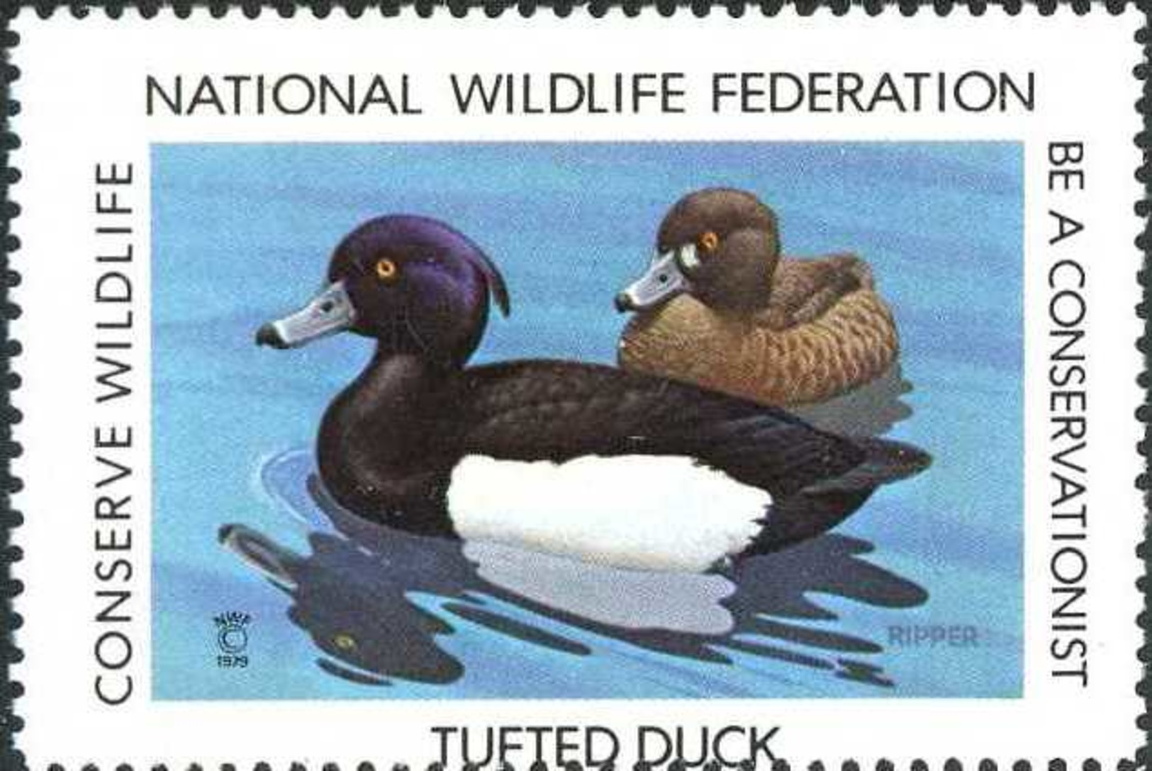 USA 1979. Tufted Duck, Canards, Ente, Water Birds. Timbre / Vignette (3,5 X 5 Cm) NWF - Eenden