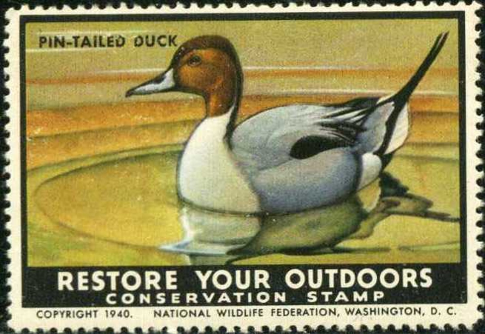 USA 1940! Pin-tailed Duck, Canards, Ente, Water Birds. Timbre / Vignette (4,5 X 6 Cm) NWF - Eenden