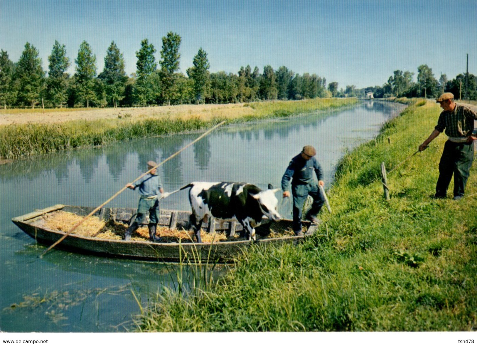 79-----DAMVIX---la Venise Verte--transport D'une Vache--voir 2 Scans - Andere & Zonder Classificatie