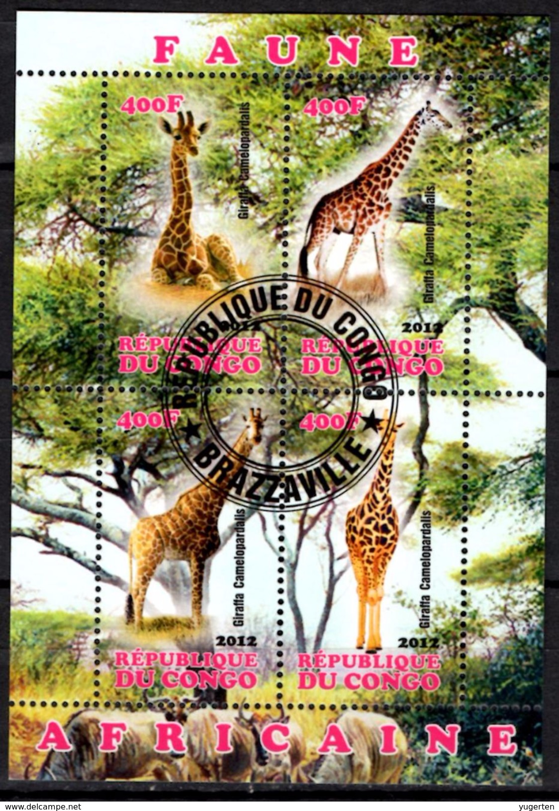 CONGO Cinderella  - Giraffes Girafes Giraffen Girafe Giraffe Jirafa Jirafas - Mammals Fauna Animals - Giraffe